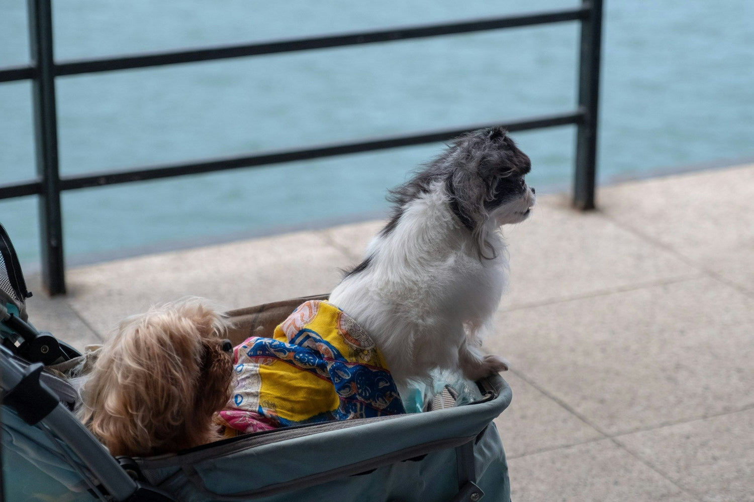 Pet Strollers