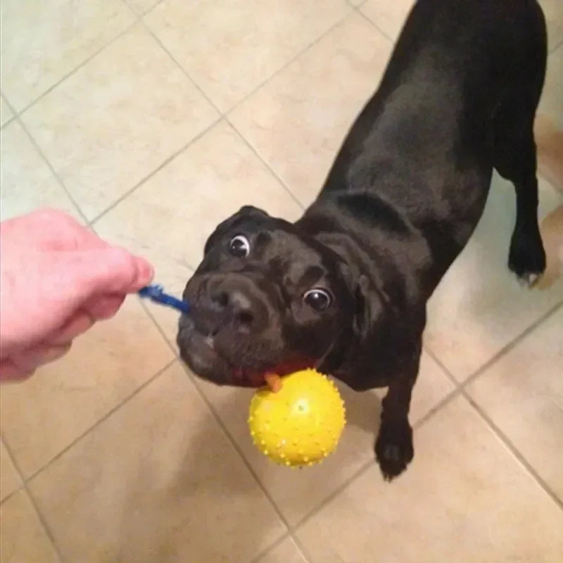 Rubber Interactive Training Dog Toy