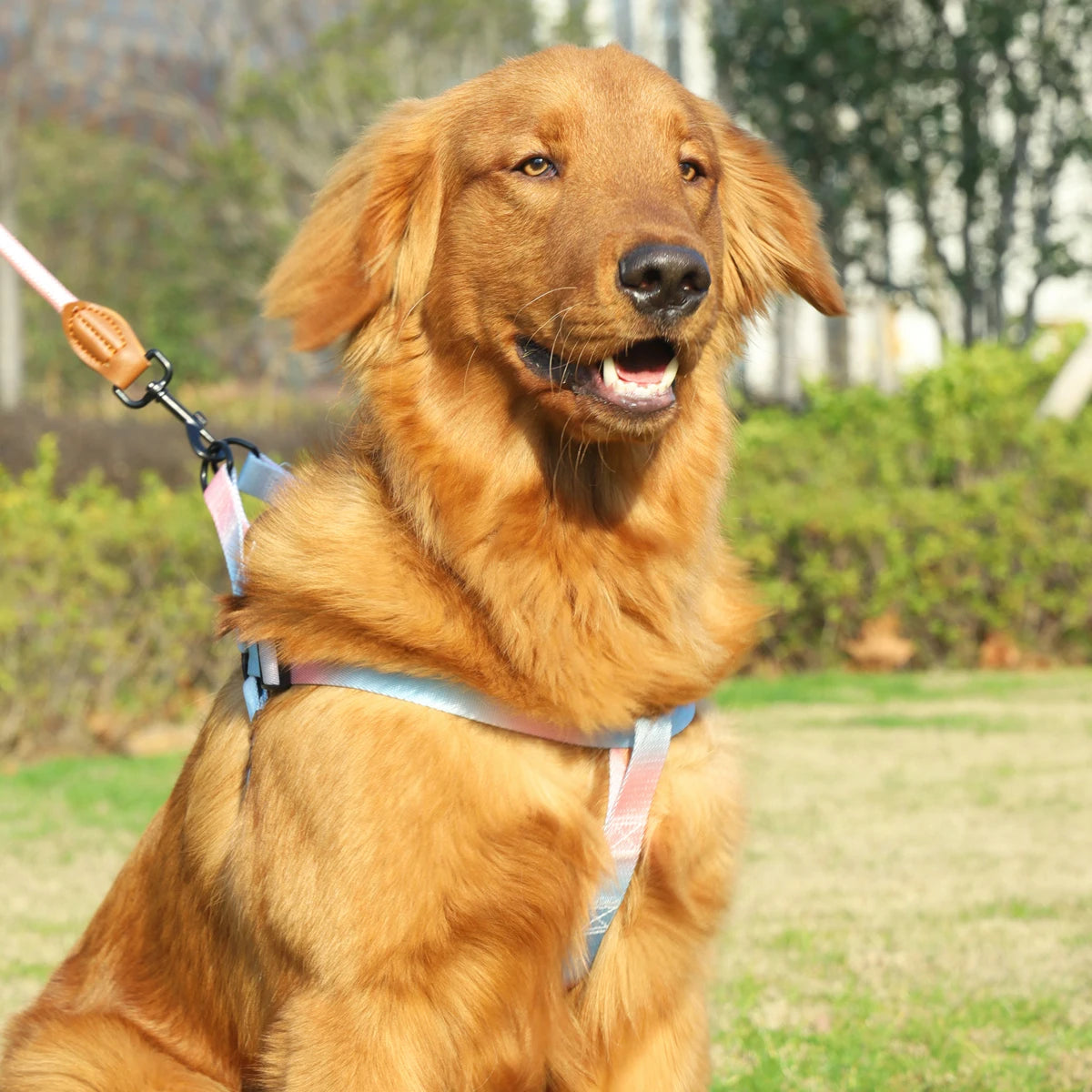 Comfortable Stylish Vibrant Pet Harness Set with Leash for Safe, Comfortable Walking and Training